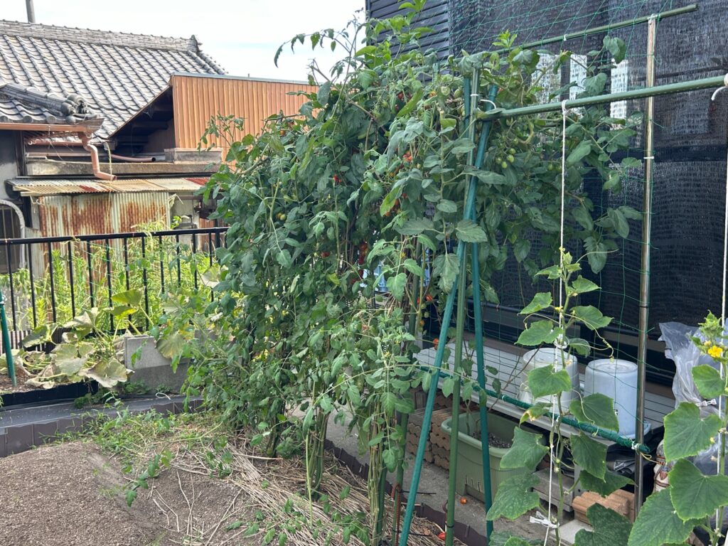 2026年7月14日のおーしん菜園で支柱いっぱいまで成長したミニトマト