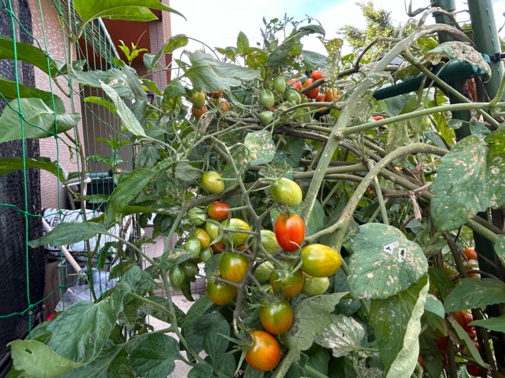 2026年7月14日のおーしん菜園で緑色から赤色へ色づいて収穫時期を迎えたミニトマト