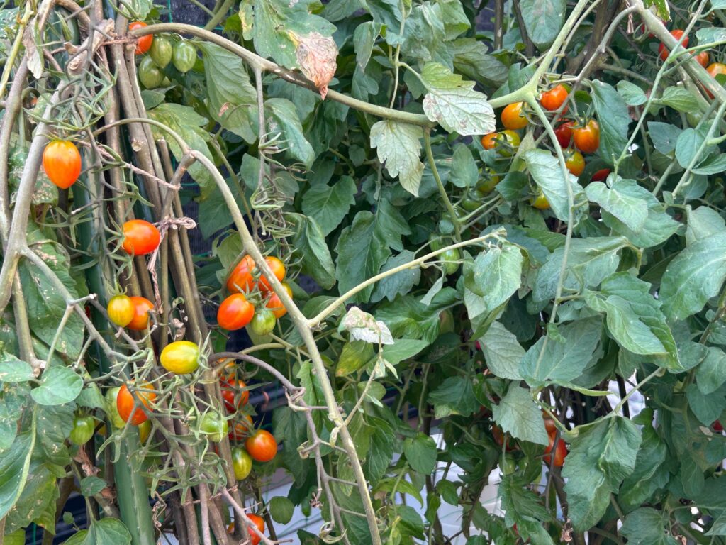 2026年7月14日のおーしん菜園で赤やオレンジ色に色づき房状に実ったミニトマト