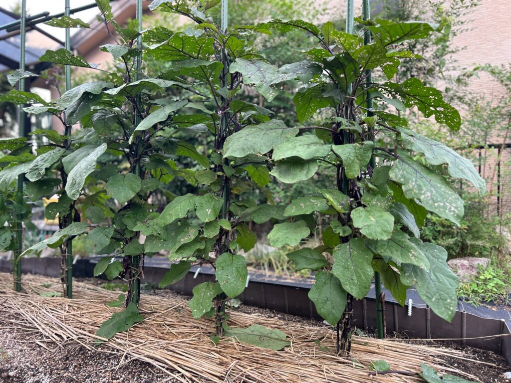 2026年6月30日に家庭菜園で並べて栽培しているナスの生育状況