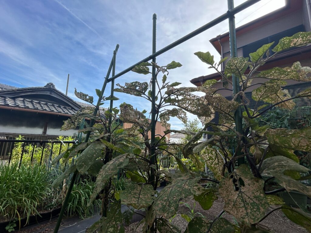 2026年7月14日に撮影した、葉全体に激しい食害痕が広がった家庭菜園のナスの株