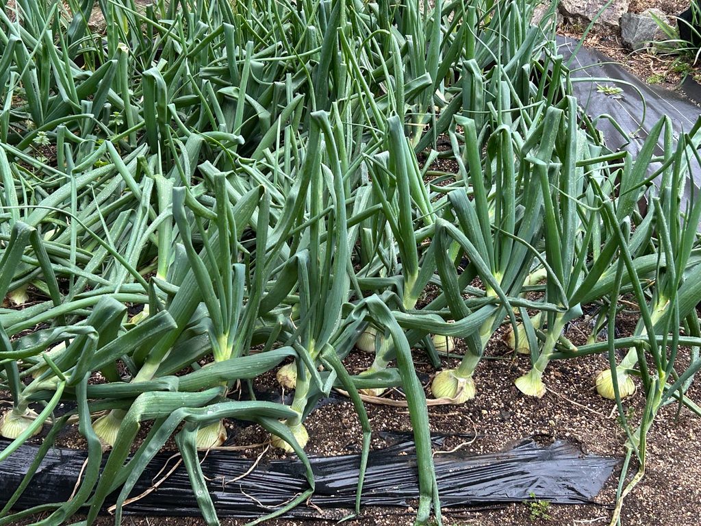 多くのタマネギの葉が倒れ玉が大きくなっている家庭菜園の畝