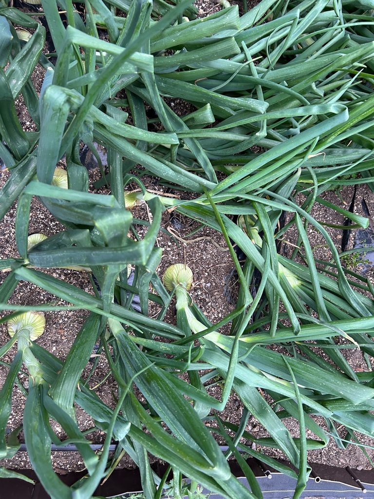 おーしん菜園で肥大したタマネギの玉と青い葉を上から撮影した様子
