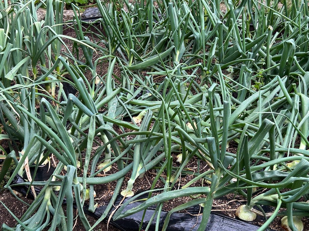 収穫時期が近づいたタマネギが多数育っているおーしん菜園の畝