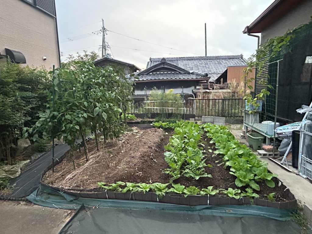 2026年10月16日、家庭菜園で育てているダイコンとハクサイの畑全体の様子