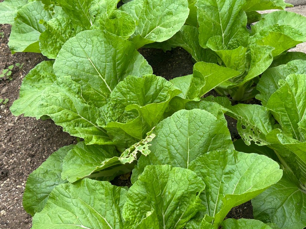 2026年10月16日、結球し始めたハクサイの葉に見られる虫食い被害