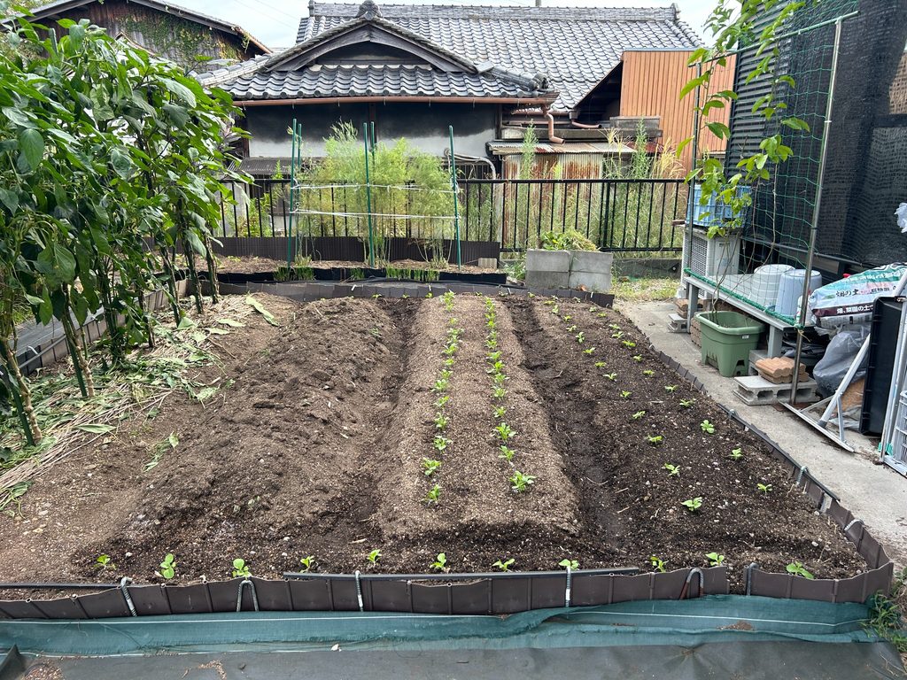 2026年9月23日に発芽したダイコンと定植したミニハクサイが並ぶ家庭菜園の畝