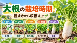大根の栽培時期を8月の種まきから12月の収穫まで月別に示した栽培カレンダー