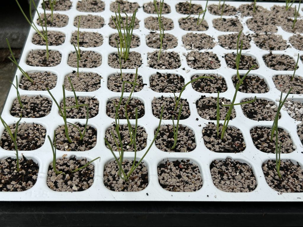2026年9月23日に葉先をカットした極早生タマネギの苗を育苗トレイで近くから撮影した様子