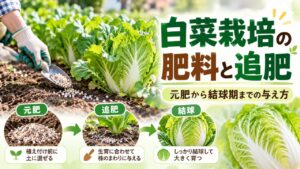 白菜栽培の元肥と追肥から結球までの肥料の与え方を解説したアイキャッチ画像