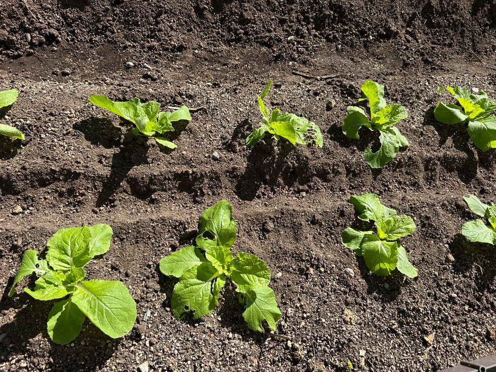 2026年10月3日に生長したミニハクサイの葉と一部に見られる虫食い跡
