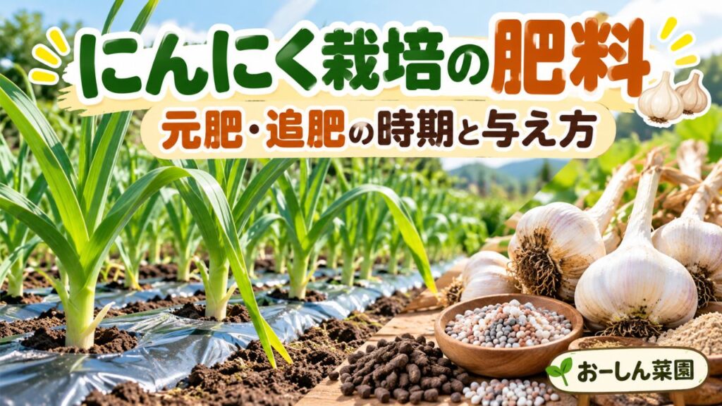にんにく栽培の肥料について元肥・追肥の時期と与え方を解説するおーしん菜園のアイキャッチ画像