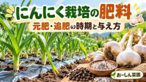 にんにく栽培の肥料について元肥・追肥の時期と与え方を解説するおーしん菜園のアイキャッチ画像
