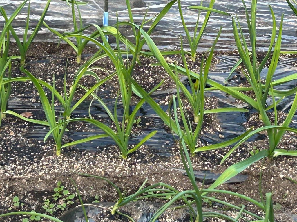 春になり葉数が増えて株が大きく成長してきた家庭菜園のニンニク