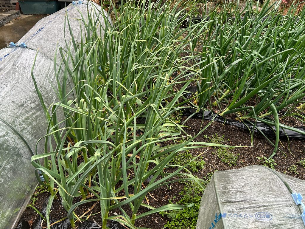 2025年5月の収穫を前に家庭菜園の畝で大きく成長したニンニク