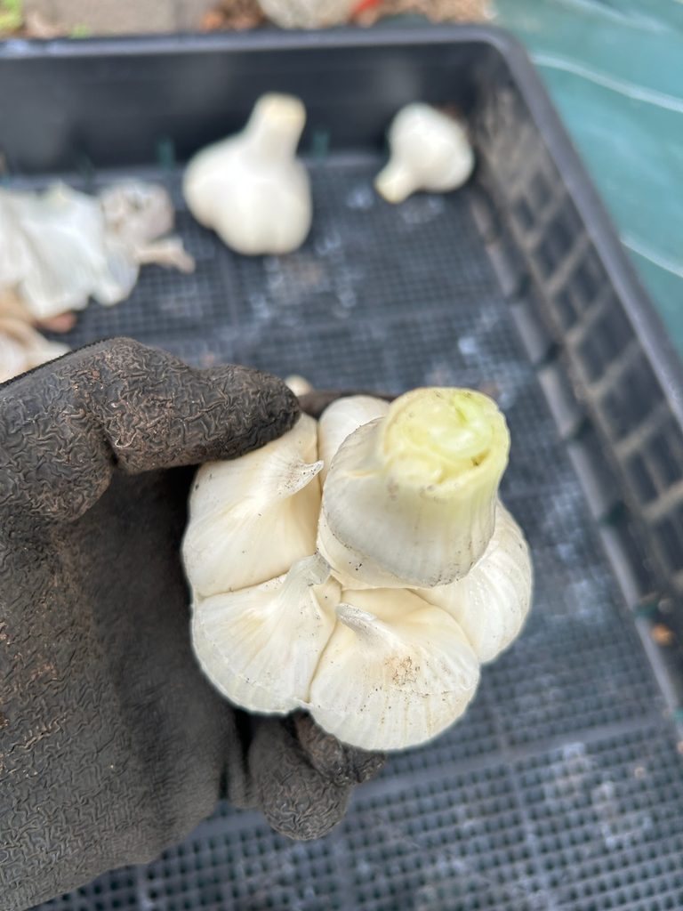 収穫後の保存前に上から確認したニンニクの球と鱗片の状態