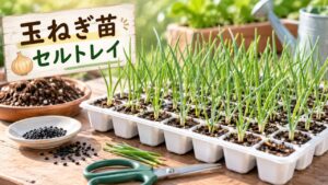セルトレイで育てる玉ねぎ苗と玉ねぎの種・培土・ハサミを配置した家庭菜園のアイキャッチ画像
