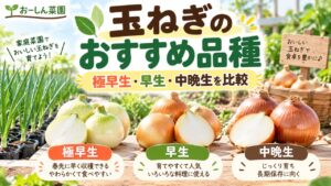 玉ねぎのおすすめ品種を極早生・早生・中晩生に分けて比較したおーしん菜園のアイキャッチ画像