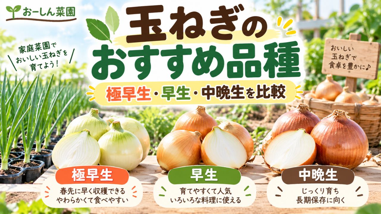 玉ねぎのおすすめ品種を極早生・早生・中晩生に分けて比較したおーしん菜園のアイキャッチ画像