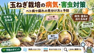 玉ねぎ栽培のベト病や株元の腐れ、害虫被害の見分け方と予防ポイントを比較したアイキャッチ画像