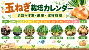 玉ねぎ栽培の種まき・育苗・植え付け・追肥・球の肥大・収穫時期を8月から6月まで月別にまとめた栽培カレンダー