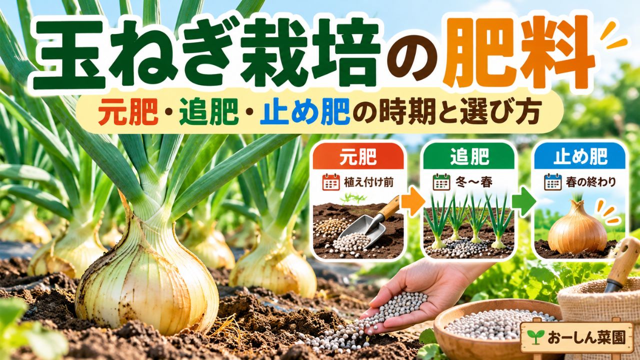 玉ねぎ栽培の肥料について元肥・追肥・止め肥の時期と選び方を解説するおーしん菜園のアイキャッチ画像