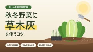 秋冬野菜に草木灰を使うコツを紹介するおーしん菜園のアイキャッチ画像。結球し始めた白菜とセルトレイの玉ねぎ苗に草木灰を撒くイラスト